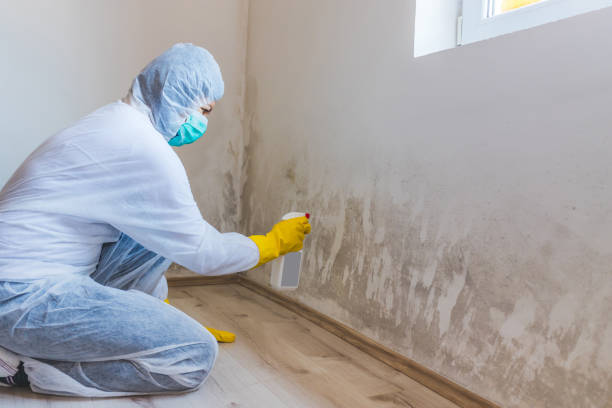 Licensed Crawl Space Mold Removal service in Dorr, MI - WQB Mold Removal
